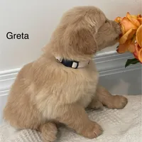 Greta, a female Golden Retriever for sale in Savannah, NY – Photo 1 of 2