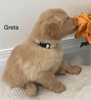 Greta, a female Golden Retriever for sale in Savannah, NY – Photo 1 of 2