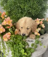 Roll, a male Golden Retriever for sale in Savannah, NY – 1 of 1