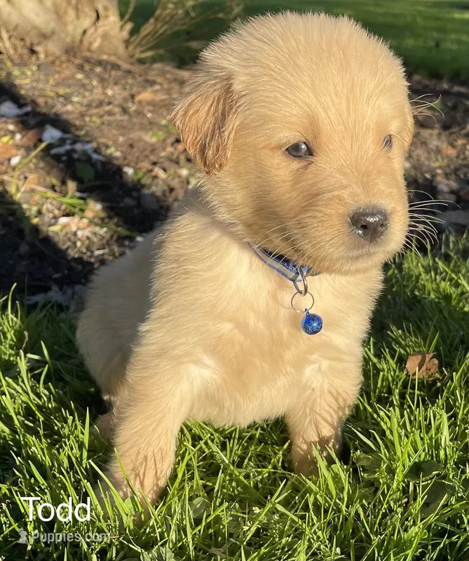 Todd – Golden Retriever puppy for sale in Savannah, NY