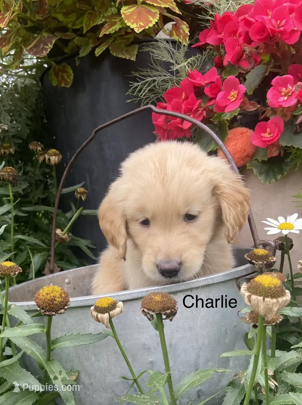 Charlie – Golden Retriever puppy for sale in Savannah, NY