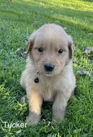 Tucker, a male Golden Retriever for sale in Savannah, NY – 2 of 3