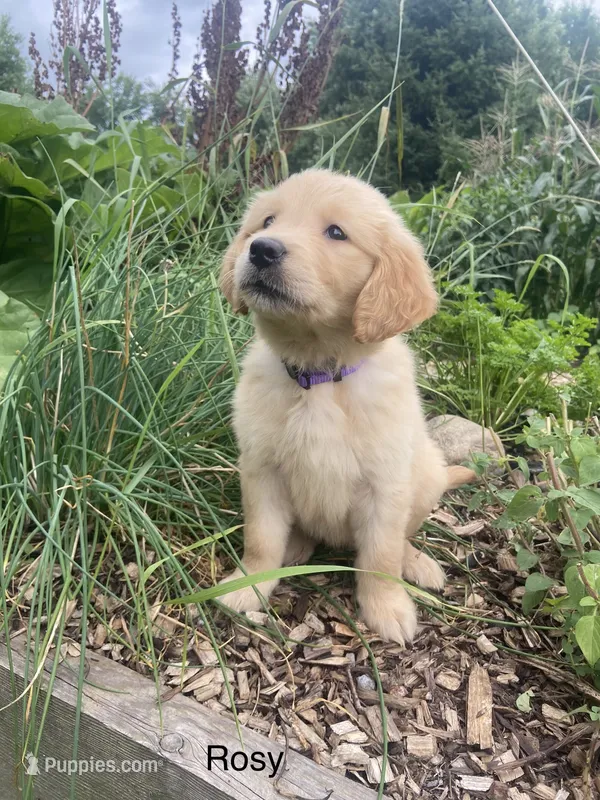 Rosy – Golden Retriever puppy for sale in Savannah, NY