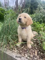 Rosy, a female Golden Retriever for sale in Savannah, NY – 1 of 1