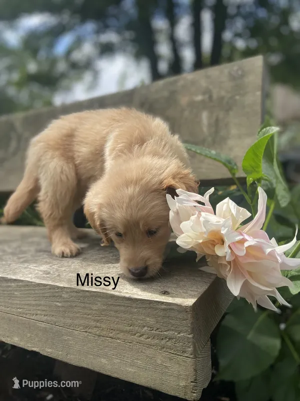 Missy – Golden Retriever puppy for sale in Savannah, NY
