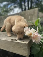 Missy, a female Golden Retriever for sale in Savannah, NY – 1 of 1