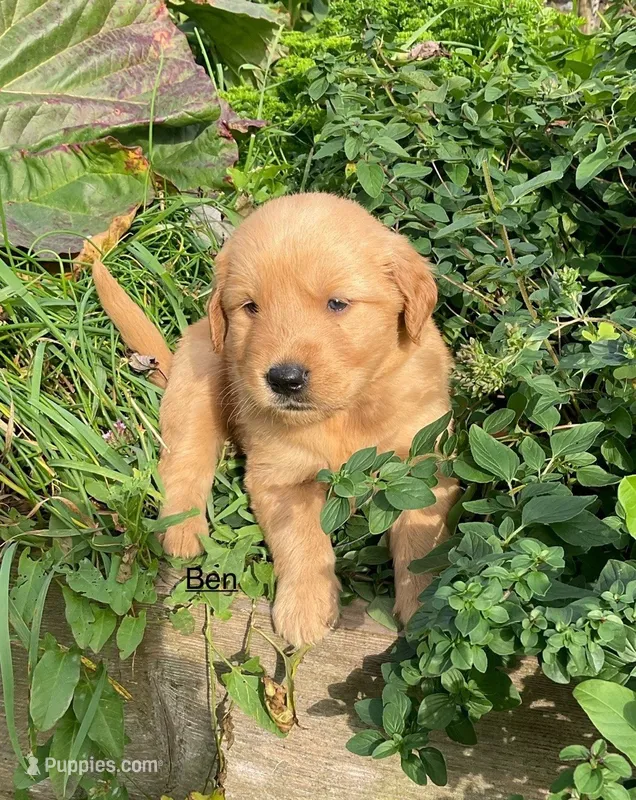 Ben – Golden Retriever puppy for sale in Savannah, NY