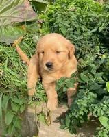 Ben, a male Golden Retriever for sale in Savannah, NY – 1 of 1