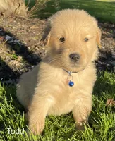 Todd, a male Golden Retriever for sale in Savannah, NY – 2 of 3
