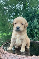 Roxy, a female Golden Retriever for sale in Savannah, NY – 1 of 1