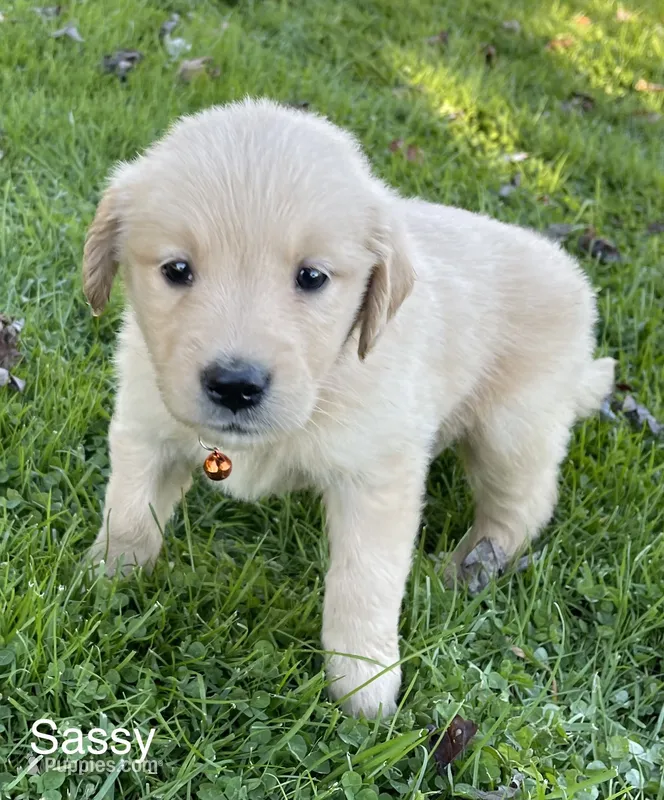 Sassy – Golden Retriever puppy for sale in Savannah, NY