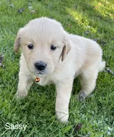 Sassy, a female Golden Retriever for sale in Savannah, NY – 1 of 1