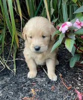 Troy, a male Golden Retriever for sale in Savannah, NY – 1 of 1