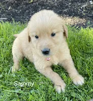 Sammy, a female Golden Retriever for sale in Savannah, NY – 1 of 1