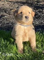 Tucker, a male Golden Retriever for sale in Savannah, NY – 3 of 3