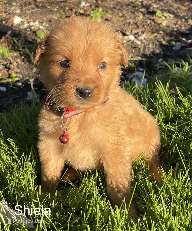 Shiela, a female Golden Retriever for sale in Savannah, NY – 1 of 2