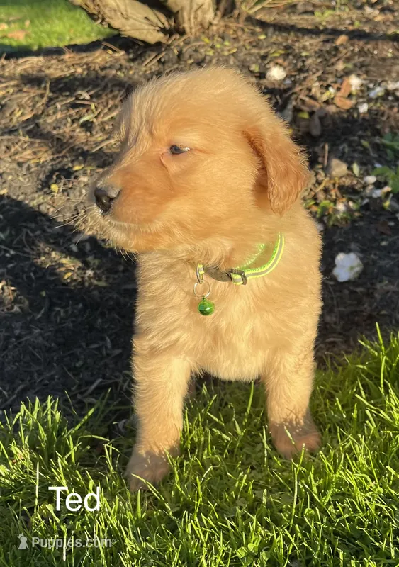 Ted – Golden Retriever puppy for sale in Savannah, NY