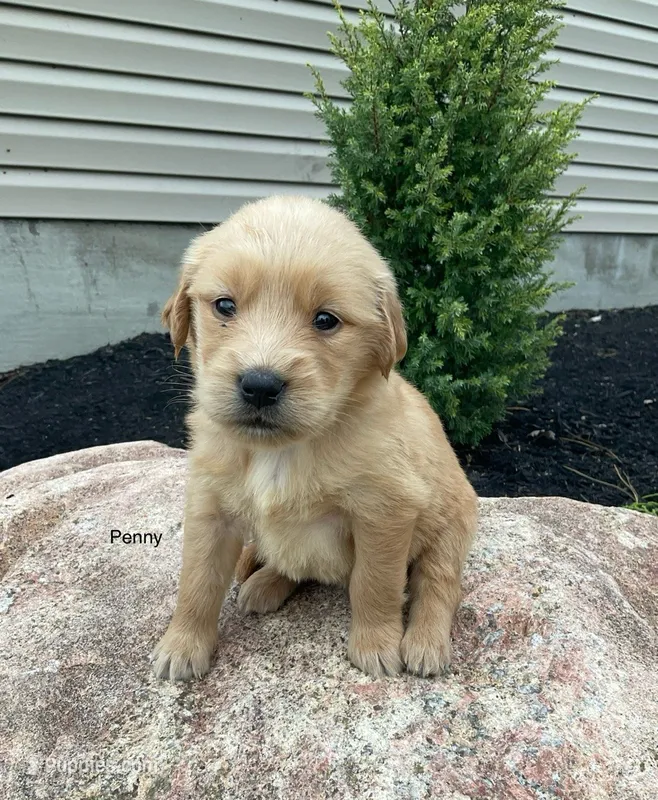 Penny – Golden Retriever puppy for sale in Savannah, NY