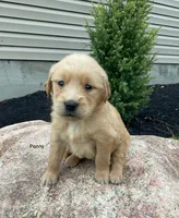 Penny, a female Golden Retriever for sale in Savannah, NY – 1 of 1