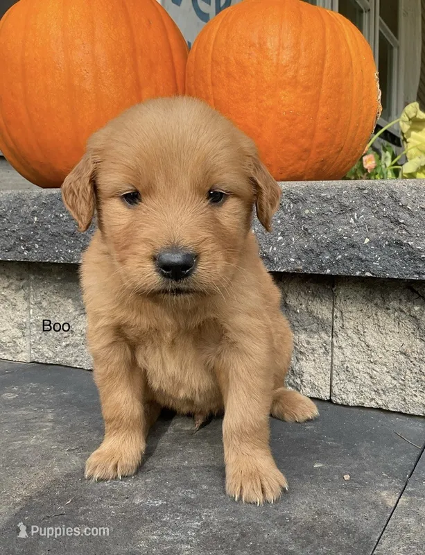 Boo – Golden Retriever puppy for sale in Savannah, NY