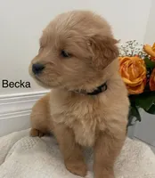 Becka, a female Golden Retriever for sale in Savannah, NY – Photo 2 of 2