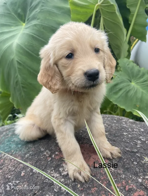 Cassie – Golden Retriever puppy for sale in Savannah, NY