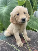 Cassie, a female Golden Retriever for sale in Savannah, NY – 1 of 1