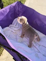 Wells, a male English Bulldog for sale in Rex, GA – 4 of 9