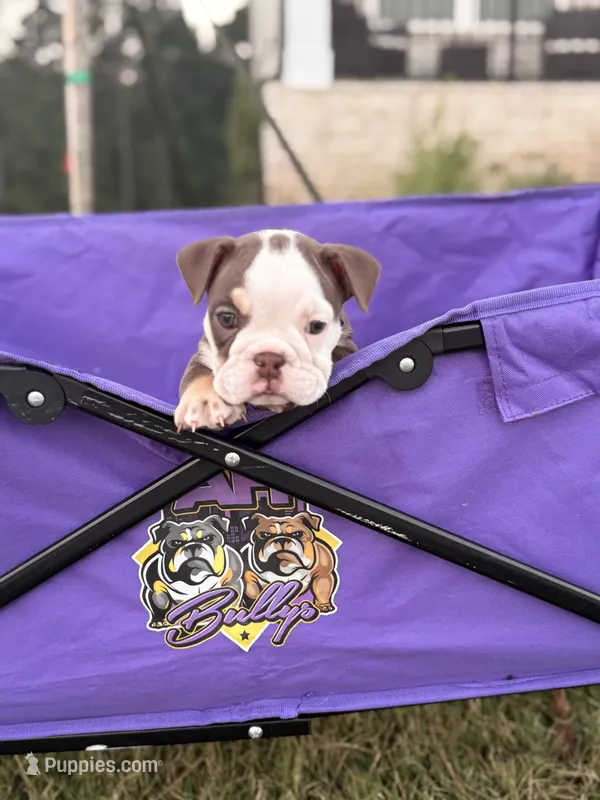 Millie – English Bulldog puppy for sale in Rex, GA