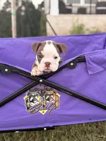 Millie, a female English Bulldog for sale in Rex, GA – 1 of 10