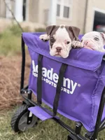 Millie, a female English Bulldog for sale in Rex, GA – 6 of 10