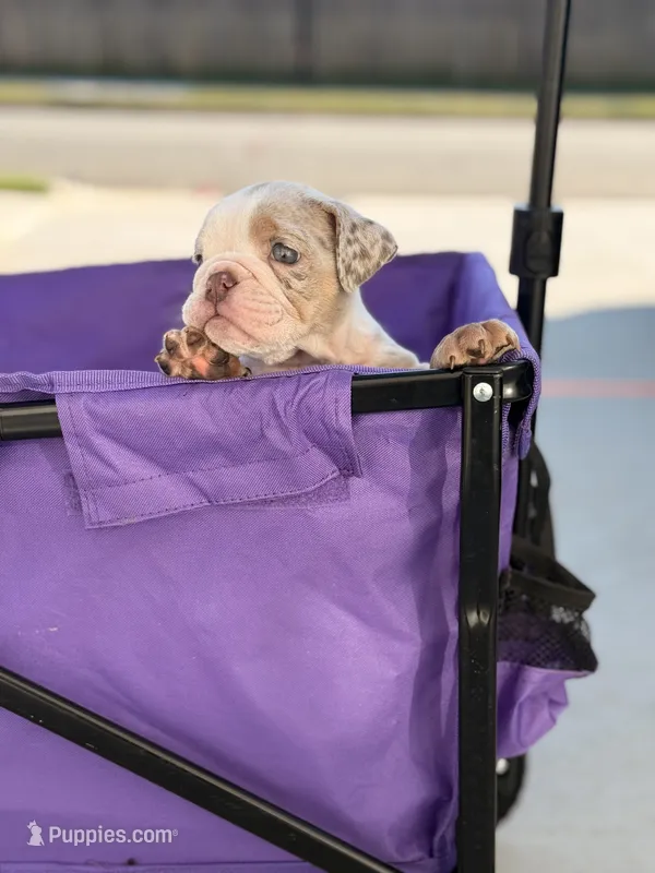 Bentley – English Bulldog puppy for sale in Rex, GA
