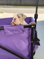 Bentley, a male English Bulldog for sale in Rex, GA – 1 of 6