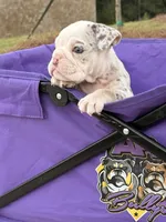 Pebbles, a female English Bulldog for sale in Rex, GA – 3 of 9