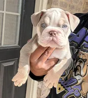 Kody, a male English Bulldog for sale in Atlanta, GA – 7 of 7