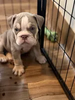 Kody, a male English Bulldog for sale in Atlanta, GA – Photo 2 of 3