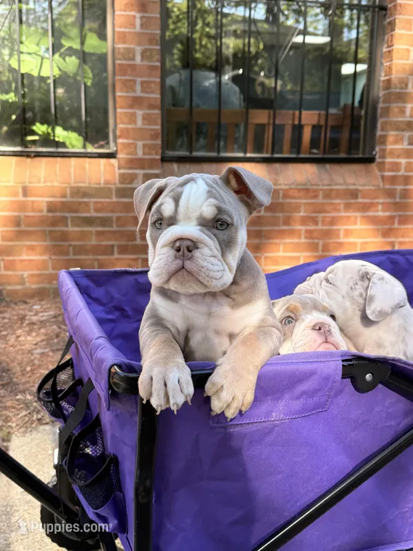 Kody – English Bulldog puppy for sale in Atlanta, GA
