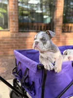 Kody, a male English Bulldog for sale in Atlanta, GA – 4 of 7