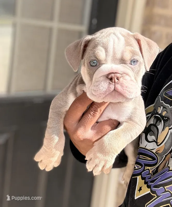 Kody – English Bulldog puppy for sale in Atlanta, GA