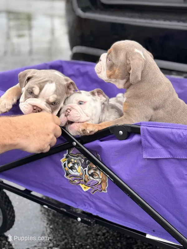 Kody – English Bulldog puppy for sale in Atlanta, GA