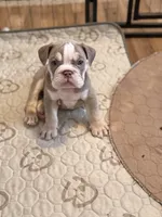 Kody, a male English Bulldog for sale in Atlanta, GA – Photo 3 of 3