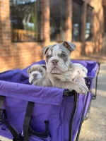 Kody, a male English Bulldog for sale in Atlanta, GA – 2 of 7