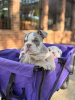 Kody, a male English Bulldog for sale in Atlanta, GA – 3 of 7