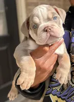 Kody, a male English Bulldog for sale in Atlanta, GA – 6 of 7