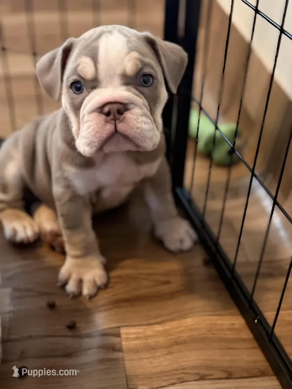 Kody – English Bulldog puppy for sale in Atlanta, GA