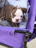 Millie, a female English Bulldog for sale in Rex, GA – 9 of 10