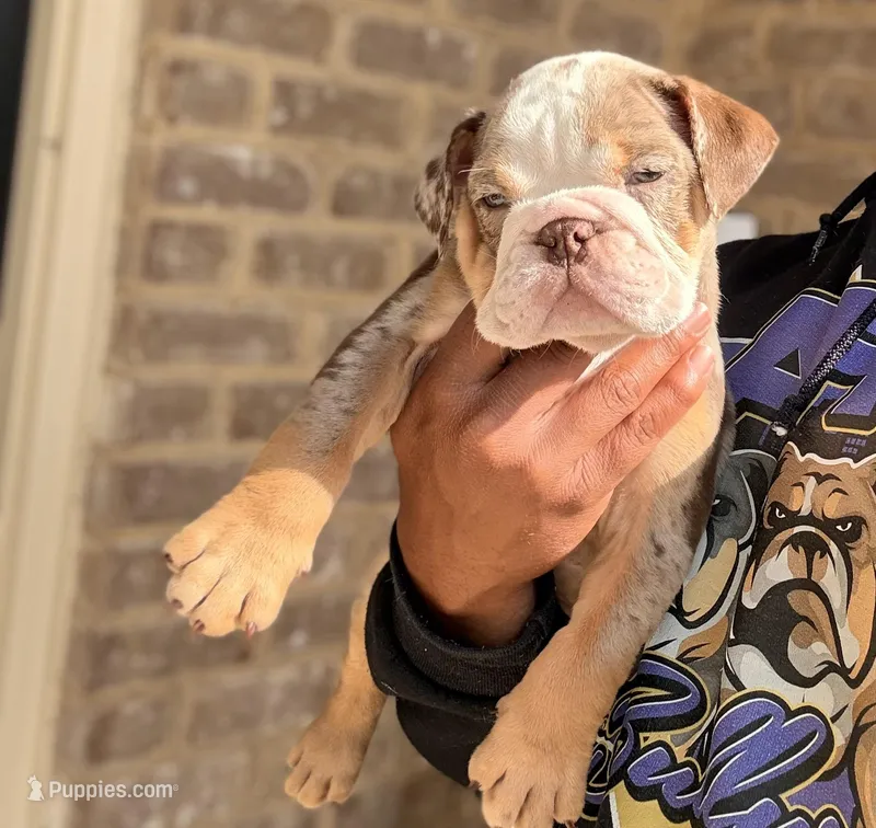 Charlie Brown – English Bulldog puppy for sale in Atlanta, GA