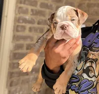 Charlie Brown, a male English Bulldog for sale in Atlanta, GA – Photo 1 of 7