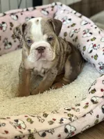Willy Wonka, a male English Bulldog for sale in Atlanta, GA – Photo 5 of 5