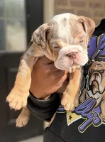 Charlie Brown, a male English Bulldog for sale in Atlanta, GA – Photo 2 of 7